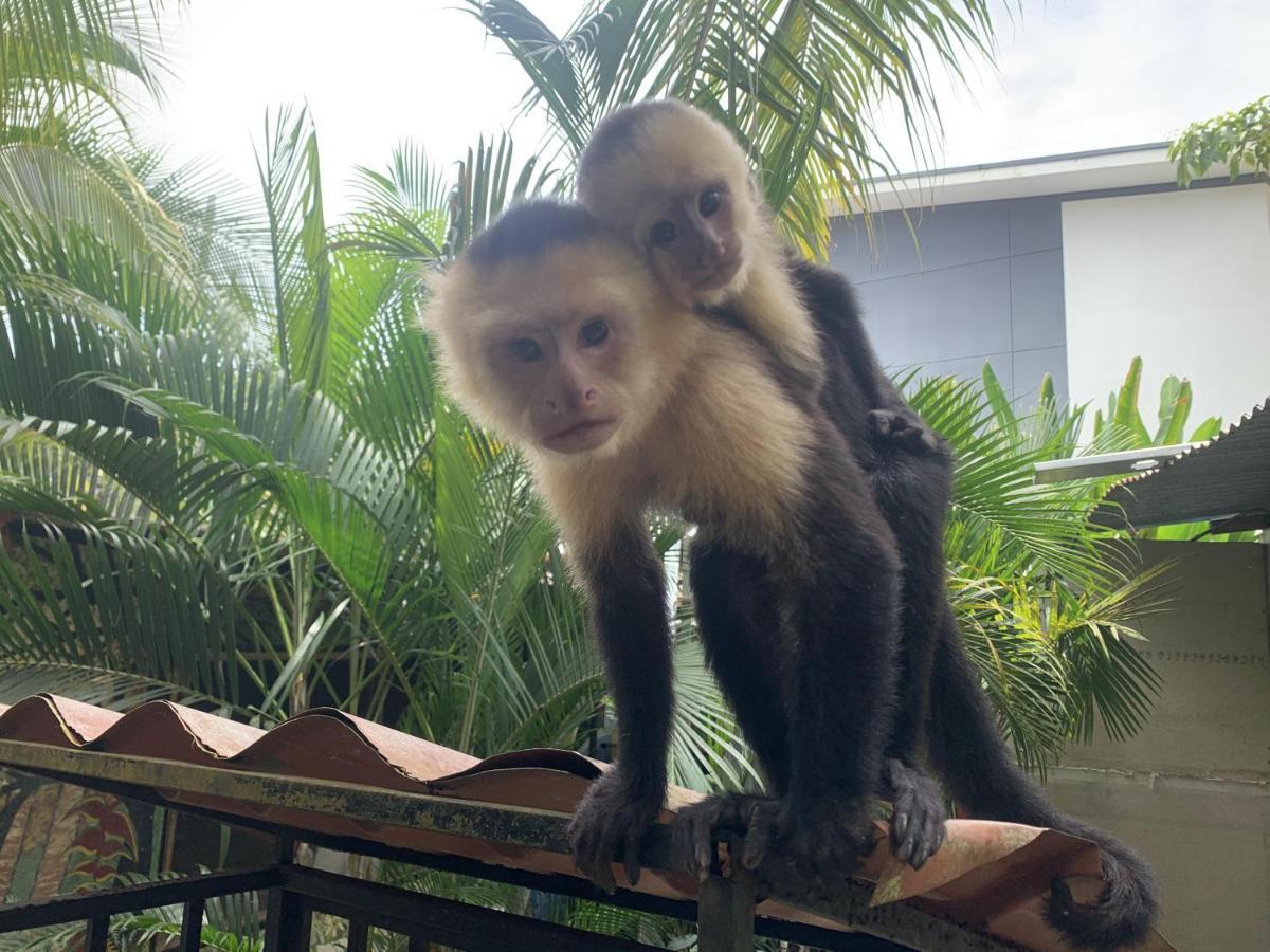 La Posada Jungle Hotel Manuel Antonio Eksteriør bilde