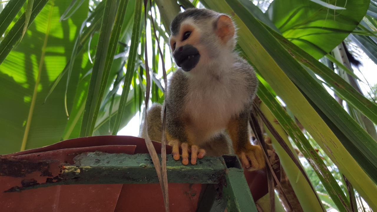 La Posada Jungle Hotel Manuel Antonio Eksteriør bilde