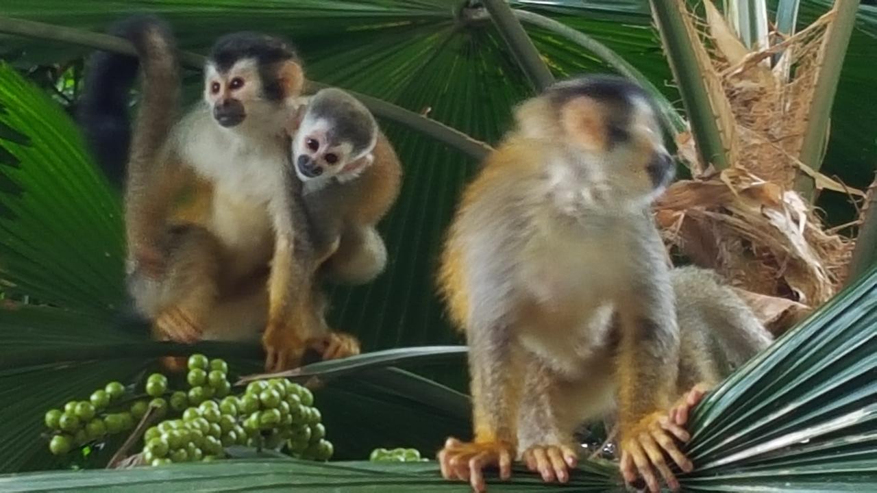 La Posada Jungle Hotel Manuel Antonio Eksteriør bilde